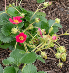 Rose Berries Galore F1