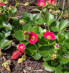 Rose Berries Galore F1