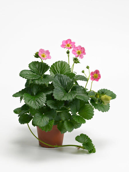 Hot Pink Berri Basket F1
