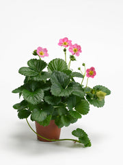 Hot Pink Berri Basket F1