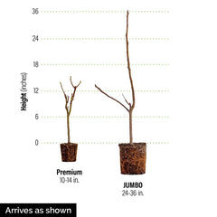 Fignomenal® Fig