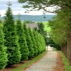 Green Giant Arborvitae