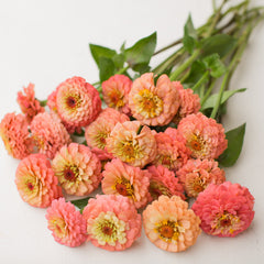 Zinnia Oklahoma Salmon