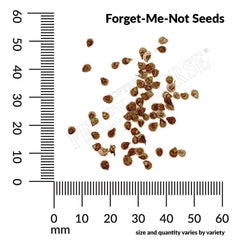 Forget Me Not, Annual Seeds, 2.8g