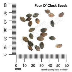 Four O'Clock, Mixed Colors Seeds, 4.4g
