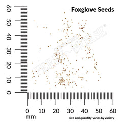Foxglove, Mixed Colors Seeds, 400mg