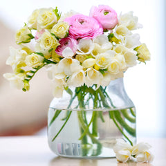 Ranunculus Bulbs Freesias Corms Growing Bonsai Roots Rhizomes Tubers Potted Planting Reblooming Fragrant Garden Species Blooms Flower Seeds Plant Gardening - Seedsplant