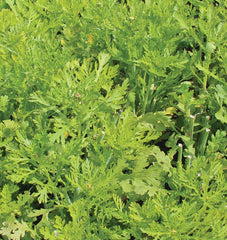 Frilly Edible Chrysanthemum