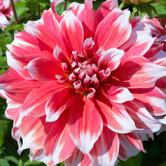 Frost Nip Dahlia Bulbs Perennial Growing Bonsai Roots Rhizomes Corms Tubers Potted Planting Reblooming Fragrant Garden Species Blooms Flower Seeds Plant Gardening