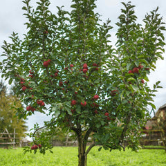 Fuji Apple Tree