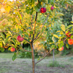 Apple Orchard