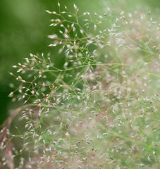 Cloud Grass