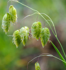 Quaking Grass
