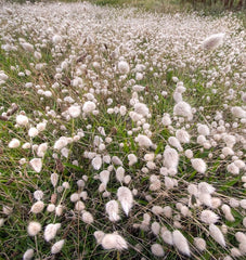 Bunny Tails