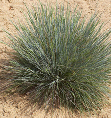 Sheep Fescue