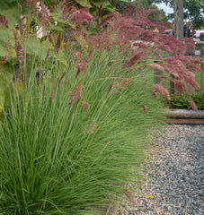 Ruby Grass