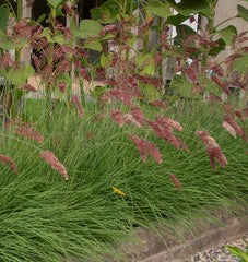 Ruby Grass