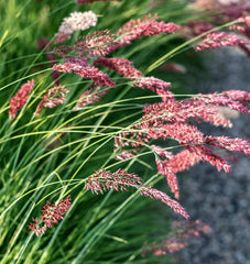 Ruby Grass