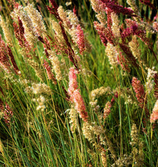 Ruby Grass
