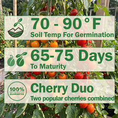 Grafted Double Sungold/Sweet Million Tomato
