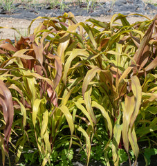 Copper Prince Millet