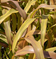 Copper Prince Millet