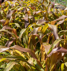 Copper Prince Millet