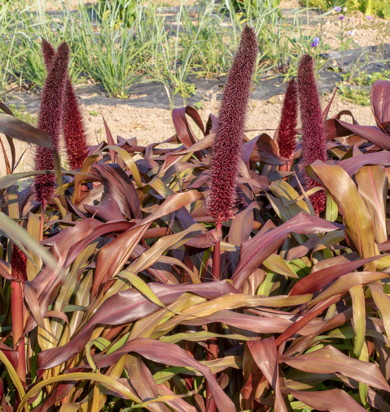 Copper Prince Millet