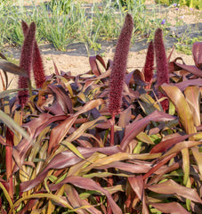 Copper Prince Millet
