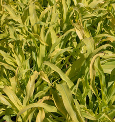 Jade Princess Millet