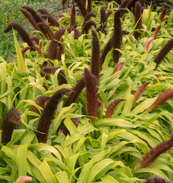 Jade Princess Millet