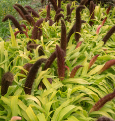 Jade Princess Millet