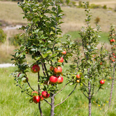 Apple Orchard