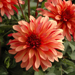 Gallery Art Deco Dahlia Bulbs Perennial Growing Bonsai Roots Rhizomes Corms Tubers Potted Planting Reblooming Fragrant Garden Species Blooms Flower Seeds Plant Gardening