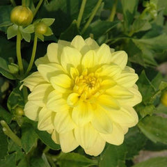 Gallery Pinto Dahlia Bulbs Perennial Growing Bonsai Roots Rhizomes Corms Tubers Potted Planting Reblooming Fragrant Garden Species Blooms Flower Seeds Plant Gardening