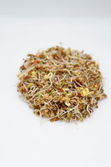 Go Go Sprouting Seeds Organic - Seedsplant