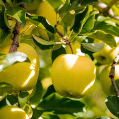 Hardired Nectarine Tree