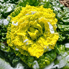 Cold Hardy Greens Super Giant Tatsoi