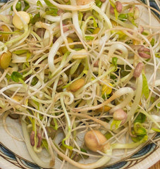 Gourmet Sprouting Seeds Organic - Seedsplant