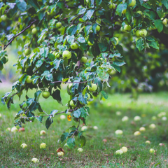 Apple Orchard