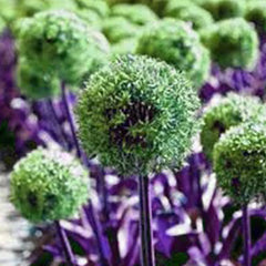 Garden Outdoor Giant Allium Giganteum Beautiful Flower Seeds Bonsai Plant Seeds