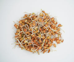 Green Lentils Organic - Seedsplant