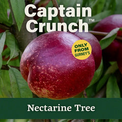 Captain Crunch™ Nectarine Tree