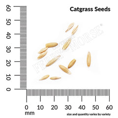 Catgrass Seeds, 2.6g