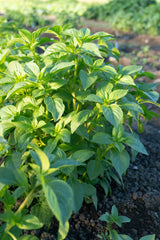 Helios Lemon