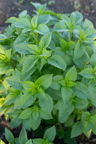 Helios Lemon