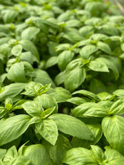 Noga Prospera Active F1 Organic