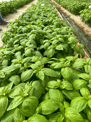 Noga Prospera Active F1 Organic