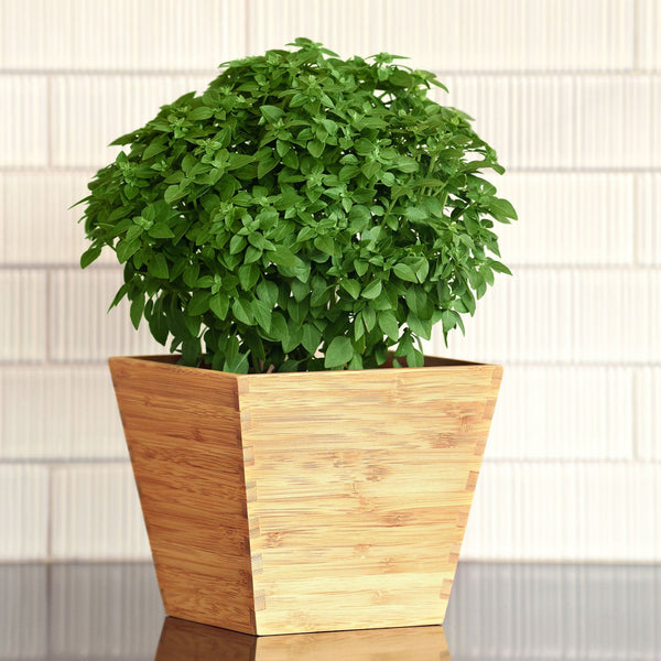 Bonsai Basil