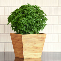 Bonsai Basil